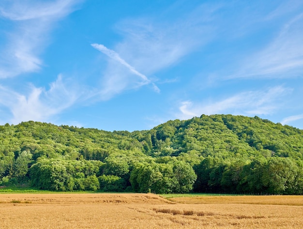 Vista de la naturaleza verde de los árboles y un campo de cebada abierto con un fondo de cielo azul Hermosa escena agrícola de un relajante día de verano en una granja Vista del paisaje natural de un bosque en el campo