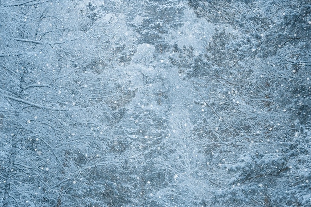 Vista de la nevada en el bosque nevado Textura del bosque de hadas de invierno