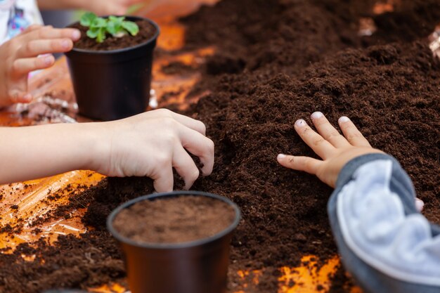 Vista del niño de las manos que planta la plántula joven de la remolacha en un suelo fértil.