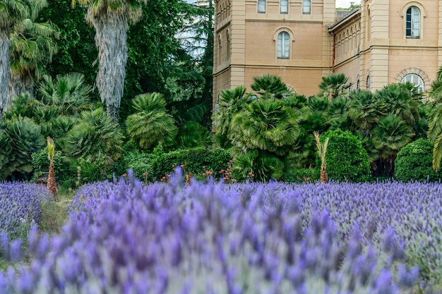 Vista no belo campo de lavanda na Igreja Católica. Europa, primavera, conceito de jardinagem.