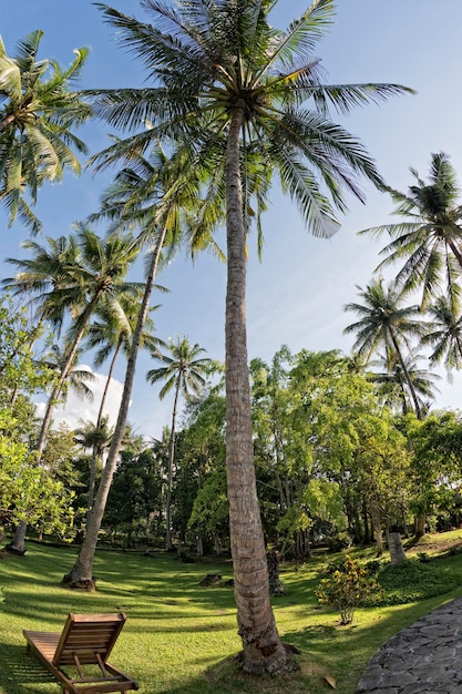 Vista de ojo de pez de árbol de coco