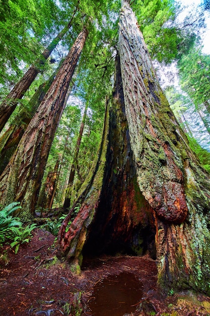 Vista olhando para cima e para a antiga árvore Redwood escavada na Califórnia