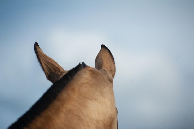 Foto vista de orejas de caballo desde atrás