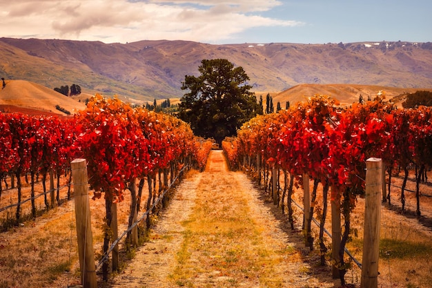 Vista otoñal de hileras de viñedos con el árbol Nueva Zelanda