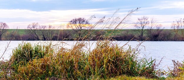 Vista otoñal con matorrales de juncia en la orilla del río al atardecer