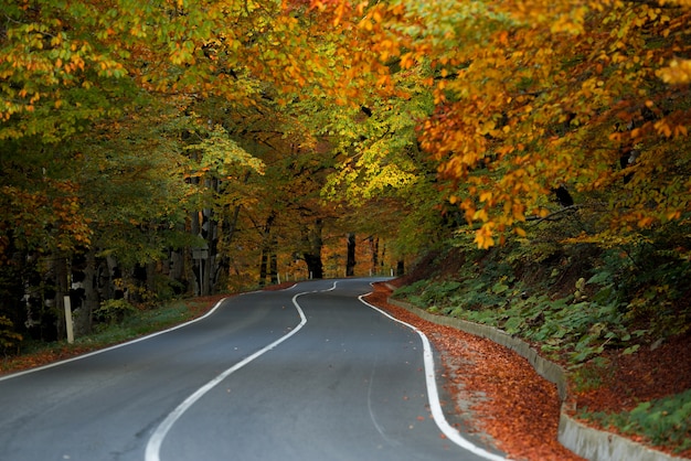 Vista del otoño en la carretera