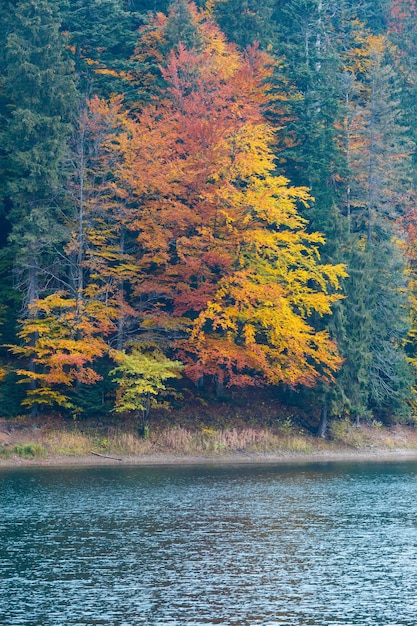 Vista de otoño del lago Synevyr