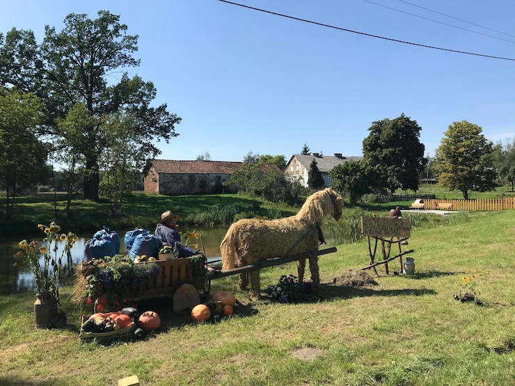 Foto vista de una oveja en el campo