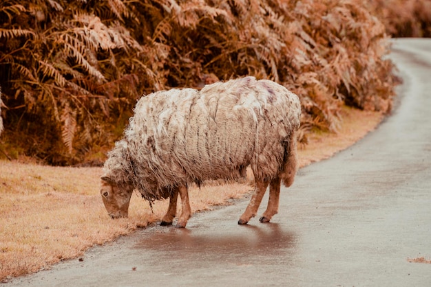 Foto vista de una oveja en el paisaje