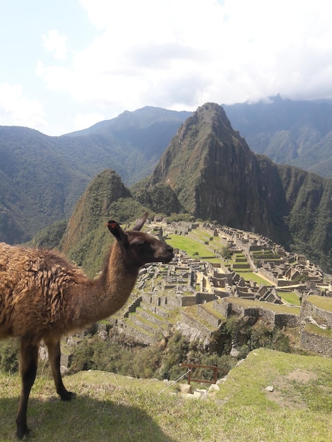 Foto vista de una oveja en el paisaje