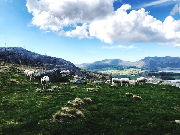 Foto vista de una oveja pastando en un campo en noruega