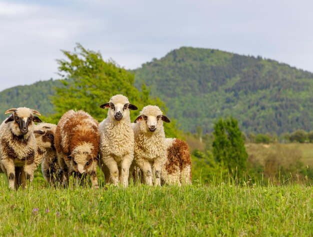 Foto vista de las ovejas en el campo