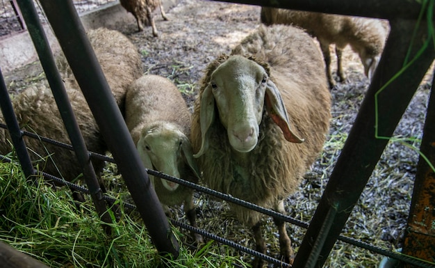 Foto vista de las ovejas en el campo