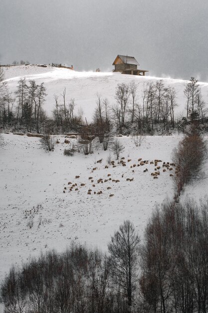 Vista de ovejas en una colina nevada durante una tormenta de nieve en un día de invierno