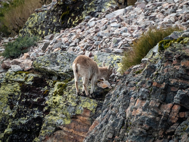 Foto vista de las ovejas en la roca