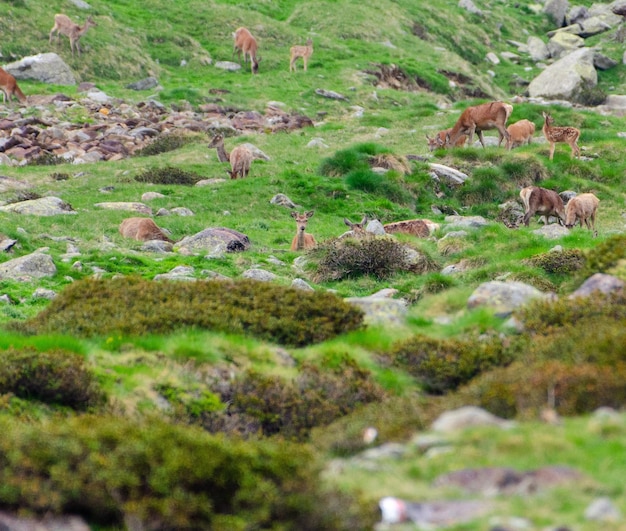 Foto vista de las ovejas en tierra