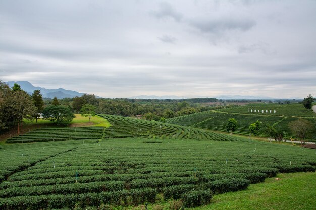 Vista paisagística da plantação de chá choui fong com céu azul na província de Chiangrai, no norte da Tailândia