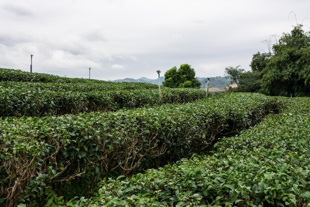 Foto vista paisagística da plantação de chá choui fong com céu azul na província de chiangrai, no norte da tailândia