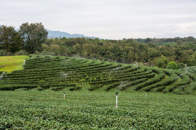 Vista paisagística da plantação de chá choui fong com céu azul na província de chiangrai, no norte da tailândia