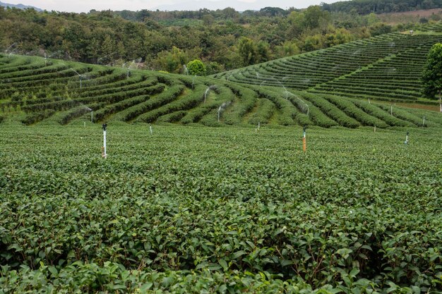 Foto vista paisagística da plantação de chá choui fong com céu azul na província de chiangrai, no norte da tailândia