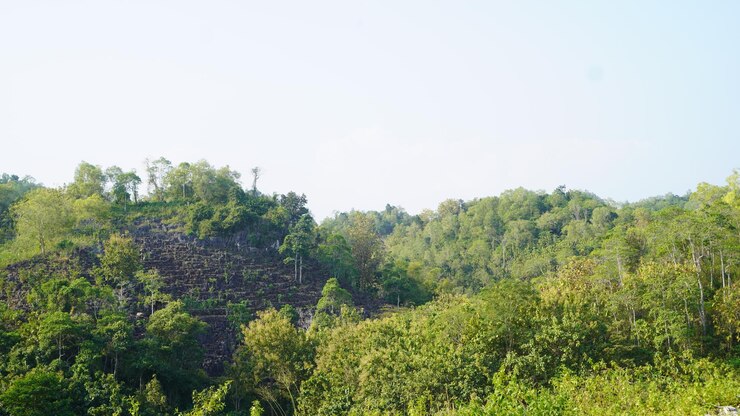vista del paisaje de los árboles del bosque