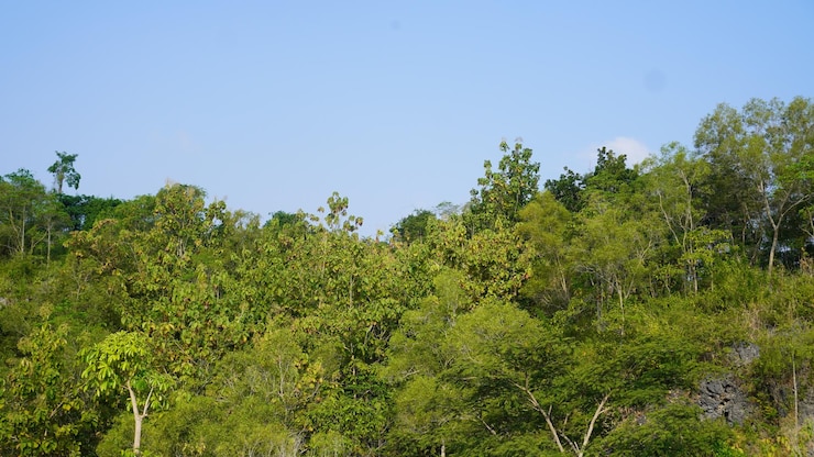 vista del paisaje de los árboles del bosque