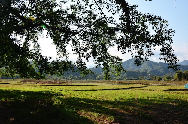 Vista del paisaje de arrozales o arrozales por la mañana en el campo de Ban Don Moon del distrito de Pua en Nan Tailandia