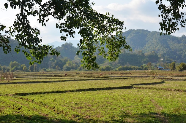 Vista del paisaje de arrozales o arrozales por la mañana en el campo de Ban Don Moon del distrito de Pua en Nan Tailandia