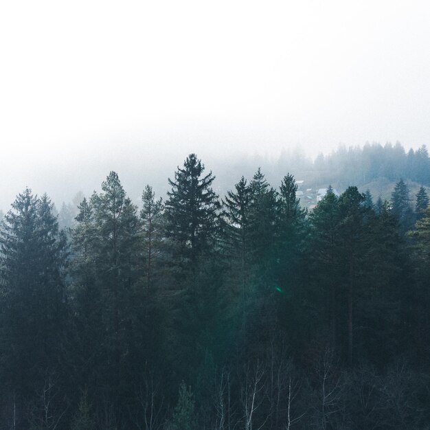 Vista del paisaje del bosque en la niebla