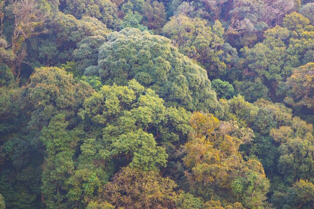 vista del paisaje del bosque tropical, Tailandia