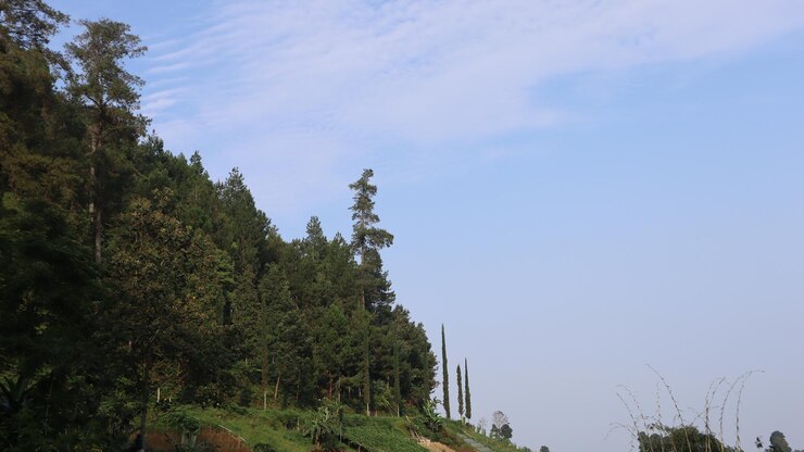 vista del paisaje de bosques de pinos y campos de arroz