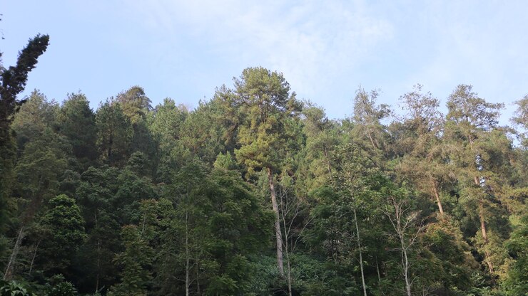 vista del paisaje de bosques de pinos y campos de arroz