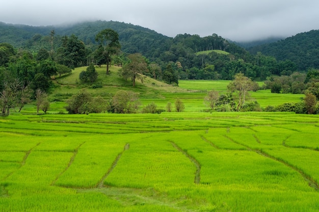 Vista del paisaje de un campo de arroz verde y montañas en el horizonte y un cielo nublado