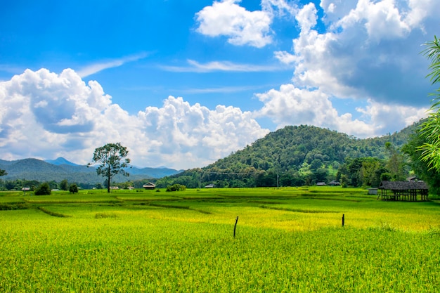 Vista del paisaje del campo de arroz verde