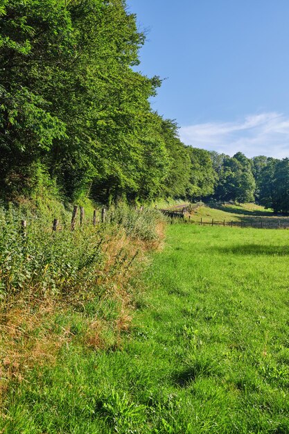 Vista del paisaje cielo azul y campo con espacio de copia y hierba verde que crece en un prado rural remoto con espacio de copia Tierra escénica con exuberantes plantas y árboles naturales en una zona agrícola pacífica