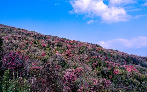 Vista del paisaje de la flor del rododendro en Poonhill, Nepal