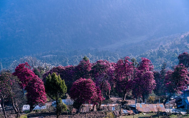 Vista del paisaje de la flor del rododendro en Poonhill, Nepal