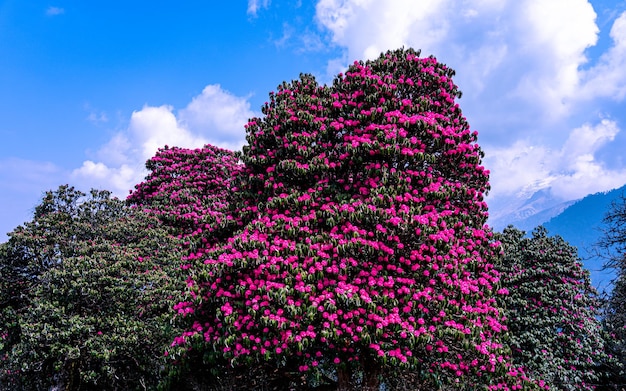 Vista del paisaje de la flor del rododendro en Poonhill, Nepal