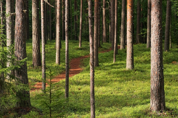 vista del paisaje forestal de un bosque de pinos boreales con un camino entre el musgo