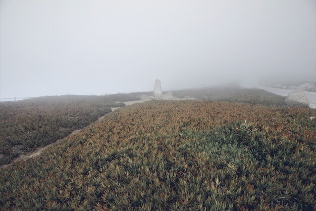 Vista del paisaje de hierba verde con soporte de piedra en Cabo da Roca