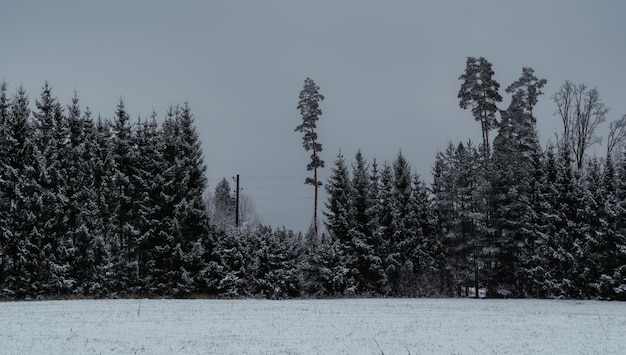 Vista del paisaje en invierno con pino de campo nevado y abetos de árboles de Navidad