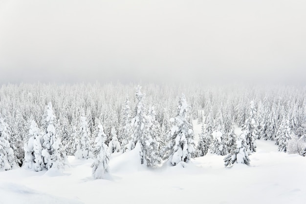 Vista del paisaje de montaña de invierno desde una pendiente en un bosque nevado en una neblina helada