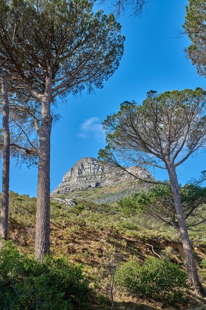 Vista del paisaje de la montaña Lions Head Monterey bosque de pinos y cielo azul en una zona remota de senderismo o destino turístico en Sudáfrica Tranquilo campo sereno o tranquilo para relajarse en la naturaleza