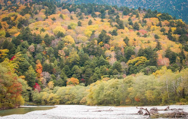 Foto vista del paisaje natural del bosque de color rojo-naranja de otoño con la colina de montaña