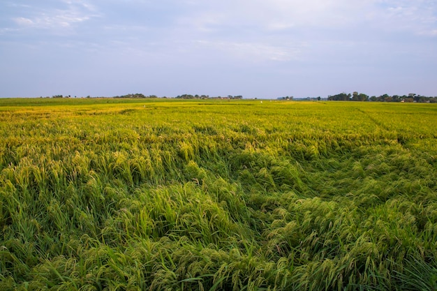 Vista del paisaje natural del campo de arroz de arroz de cosecha agrícola en Bangladesh