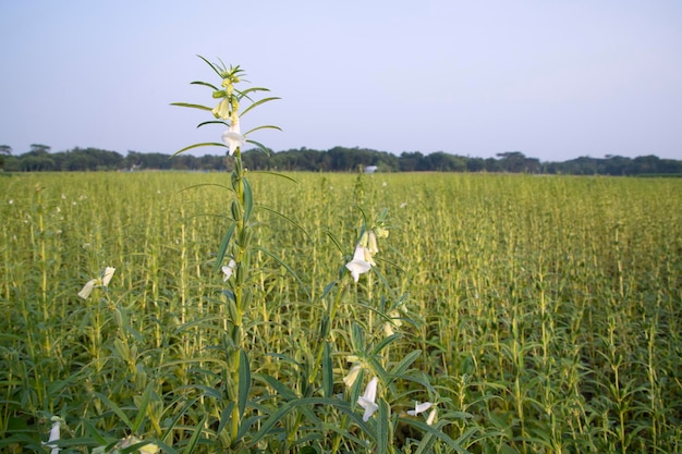 Vista del paisaje natural de sésamo plantado en el campo de Bangladesh