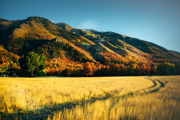 Vista del paisaje otoño dorado en utah