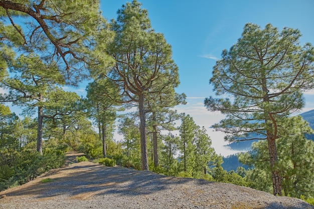 Vista del paisaje de pinos o cedros que crecen en una tranquila ruta de senderismo en los bosques de montaña de La Palma España Exuberantes hojas verdes en un bosque de coníferas remoto salvaje y reserva natural ambiental