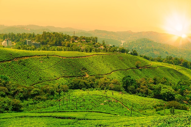 Vista del paisaje de una plantación de té al atardecer. Munnar, Estado de Kerala, India.