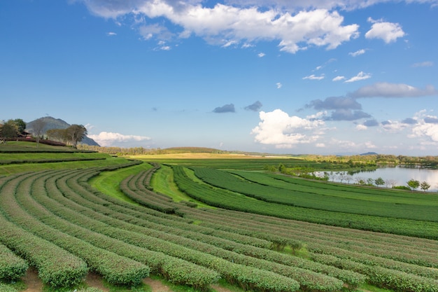 Foto vista del paisaje de la plantación de té con cielo azul en la tarde